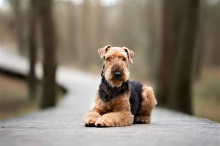 Are Airedale terriers good family dogs?