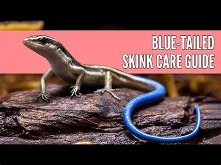 Are blue tailed skinks good pets?