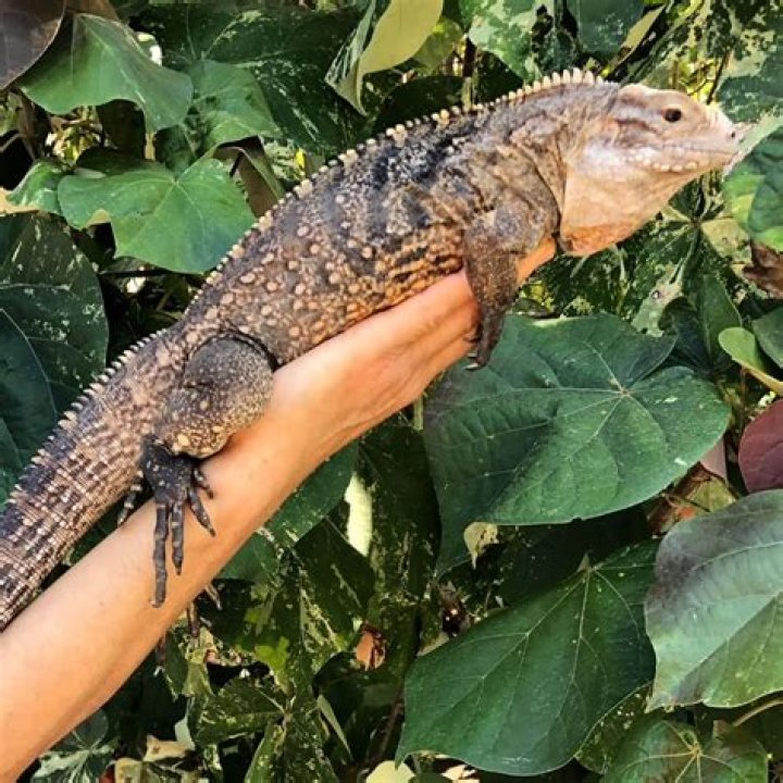 Are Cuban rock iguanas friendly?