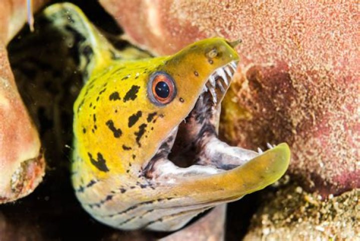 Are eels poisonous to eat?