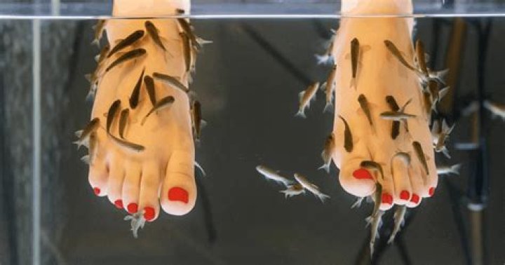 Are fish pedicures legal in Florida?