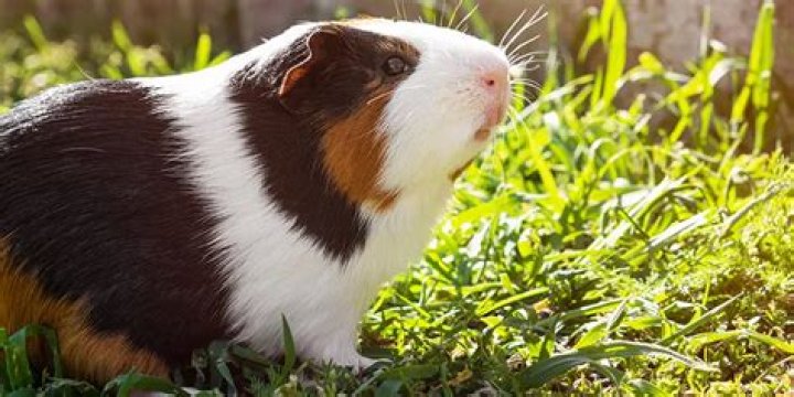 Are Ridgeback guinea pigs rare?