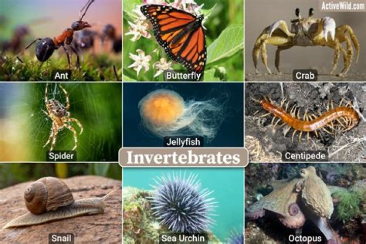 Are rodents vertebrates or invertebrates?