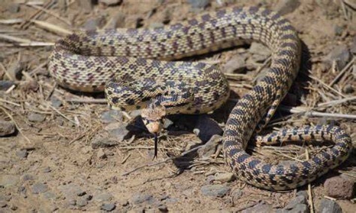 Are there bull snakes in Colorado?