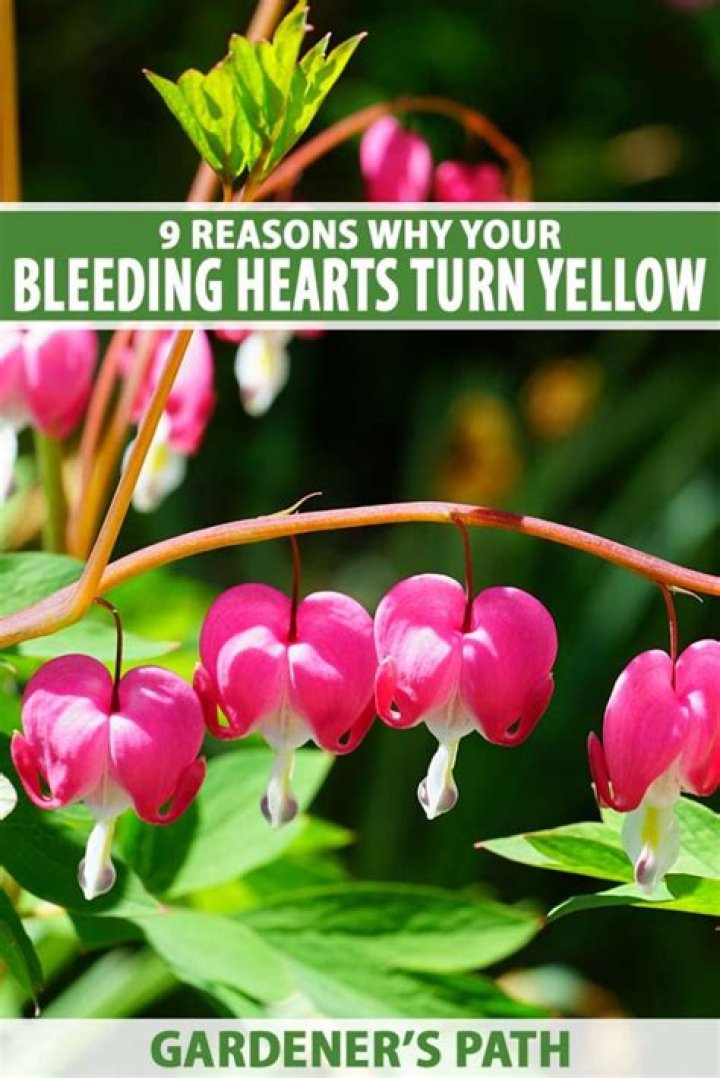 Are there Yellow bleeding hearts?