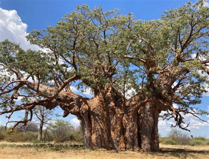 Can baobab trees grow in North America?