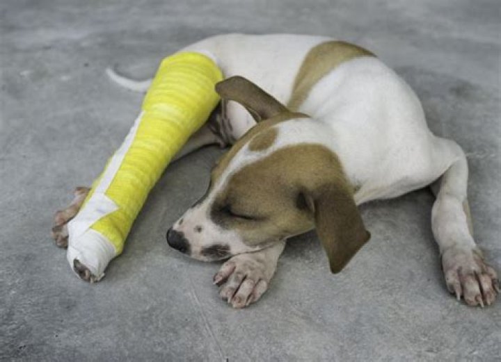 Can dogs recover from a broken femur?