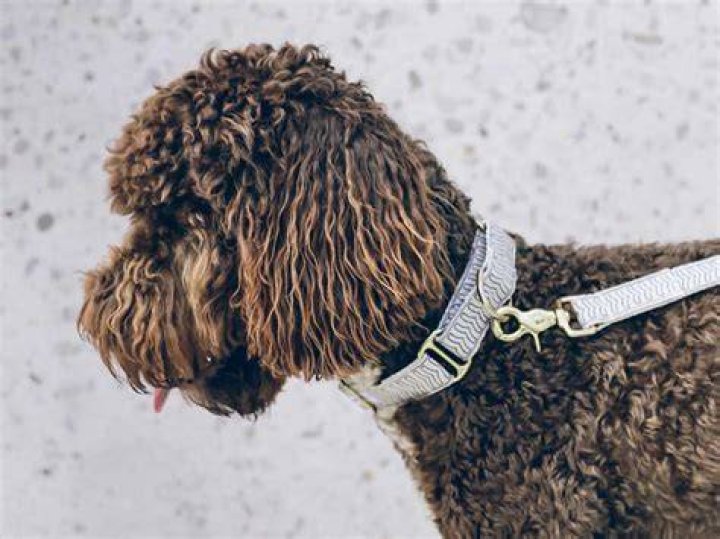 Can dogs wear martingale collars all time?