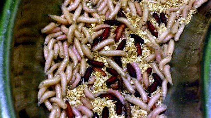 Can humans be infested with maggots?