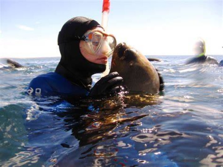 Can I swim with sea lions?