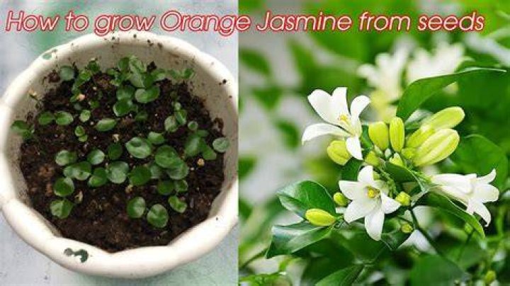 Can jasmine be grown from seeds?