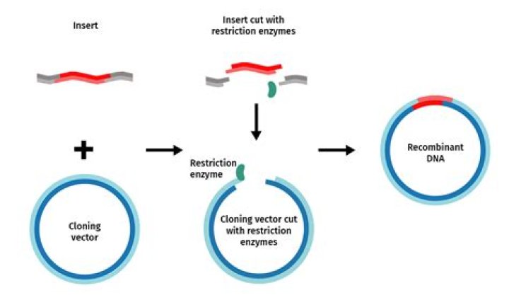 Can restriction enzymes cut supercoiled DNA?