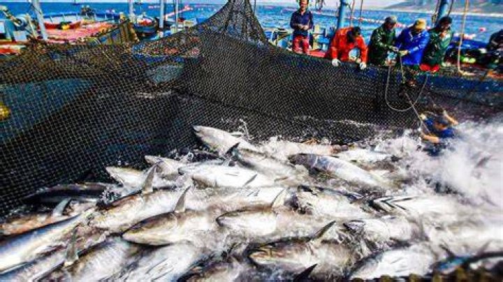 Can tuna fish be farmed?