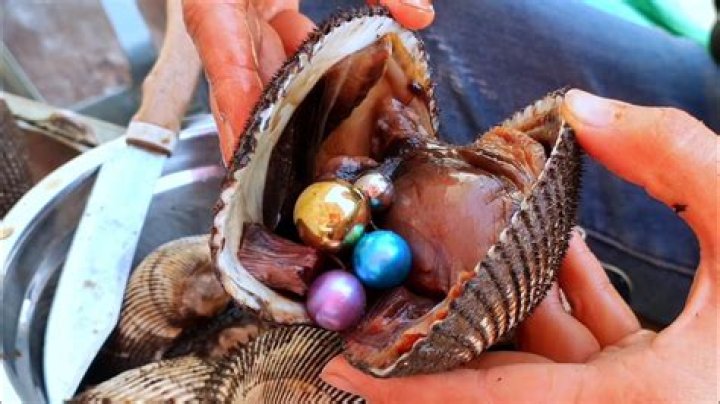 Can you dive for pearls in Broome?