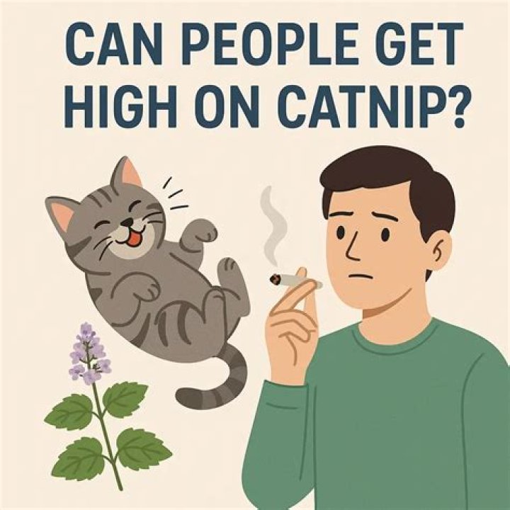 Can you get high from smoking willow bark?