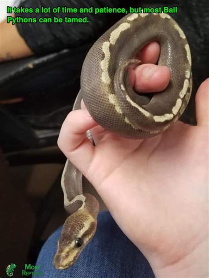 Can you handle a ball python after feeding?