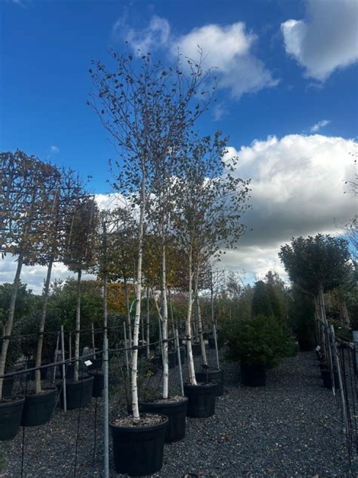 Can you prune Betula Jacquemontii?
