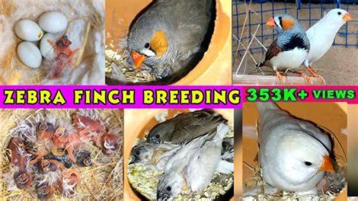 Can you touch zebra finch eggs?