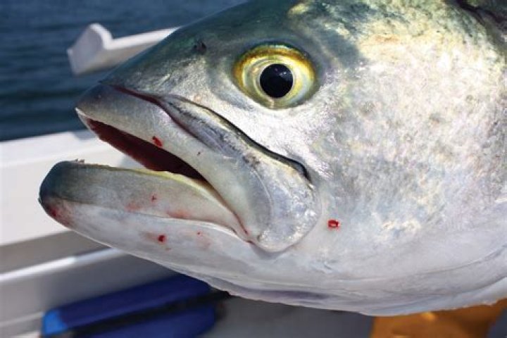 Do bluefish have teeth?