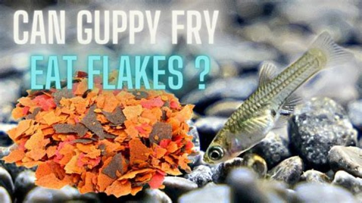 Do guppies eat other fish fry?