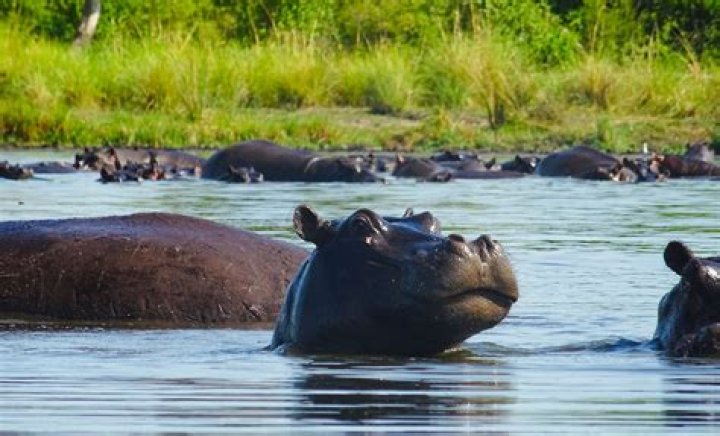 Do hippos eat humans?