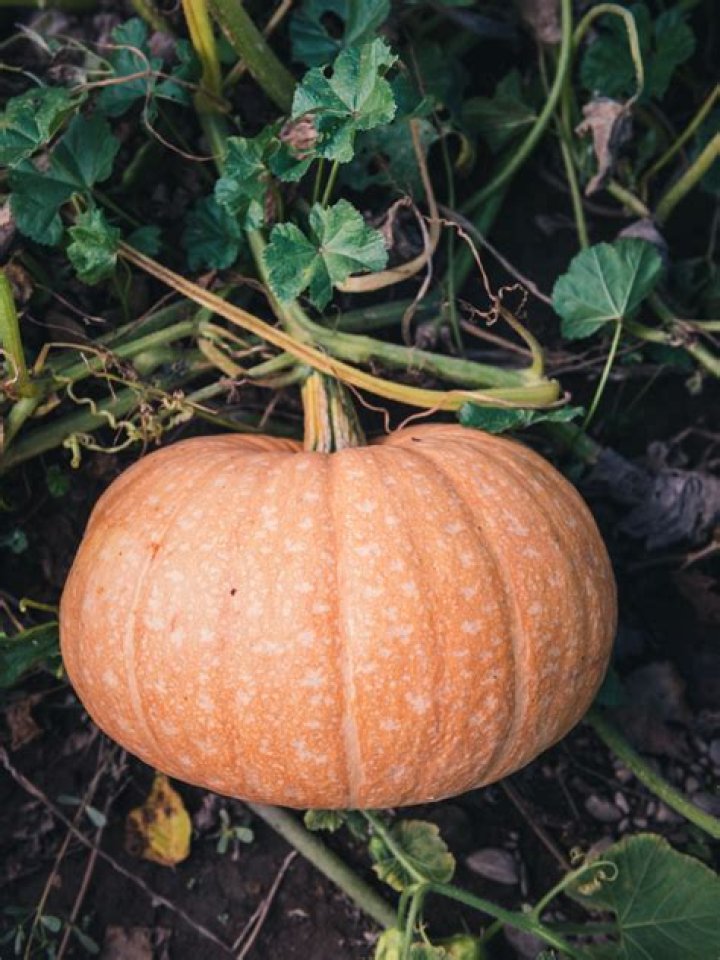 Do Javelinas eat pumpkins?