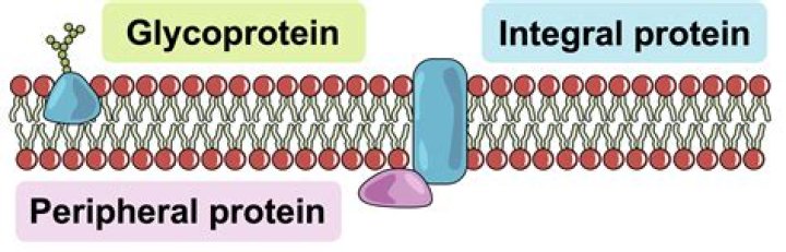 Do peripheral proteins form channels?