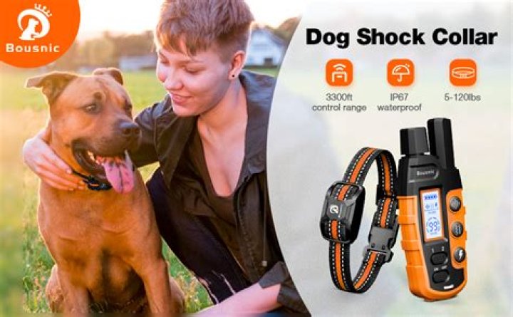 Do shock collars hurt the dog?