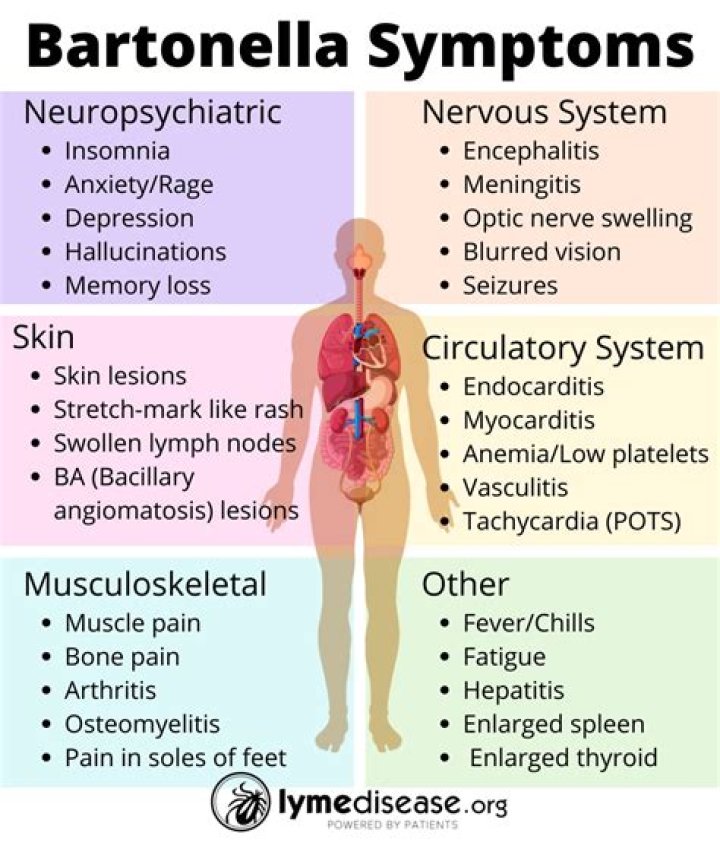 Does Bartonella cause skin problems?