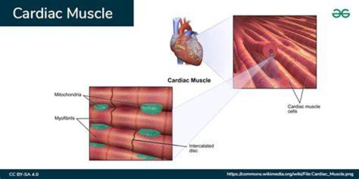 Does cardiac muscle have motor end plate?