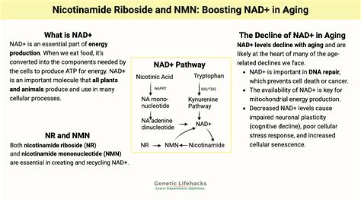 Does nicotinamide riboside really work?