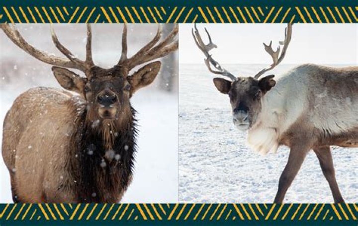 Does Santa have reindeer or caribou?