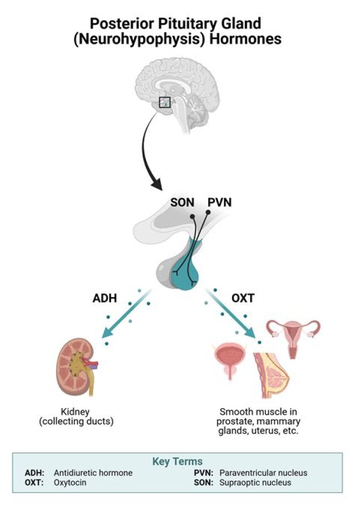 Does the posterior pituitary have neurons?