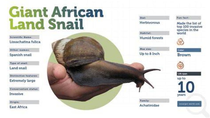 How big do giant African snails get?