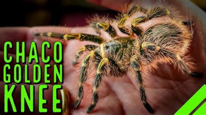 How big do male Chaco Golden knees get?