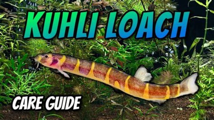 How big does a Pakistani Loach grow?