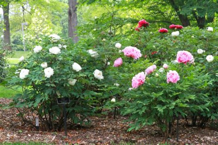 How big does a peony tree get?