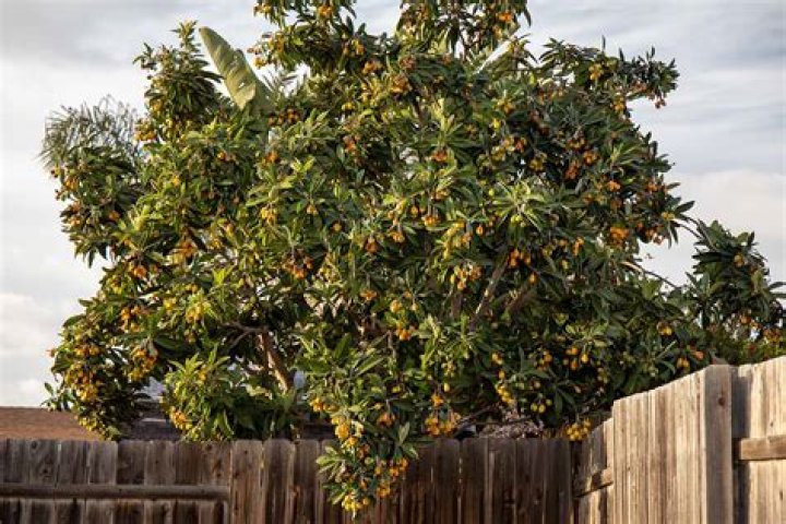How big does a walking stick tree get?