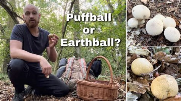 How can you tell if a puffball mushroom is edible?