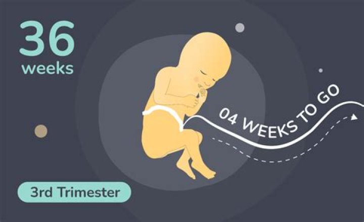 How common is transverse at 36 weeks?
