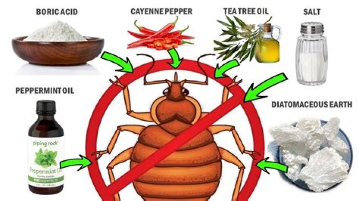 How do I get rid of bugs in my house plants naturally?