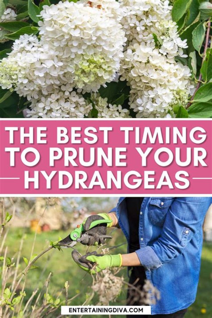 How do you care for arborescens hydrangeas?