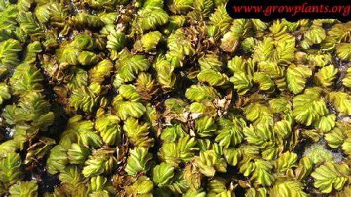 How do you grow Salvinia natans?
