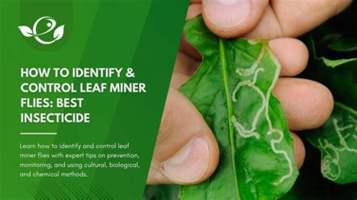 How do you identify leaf fungus?