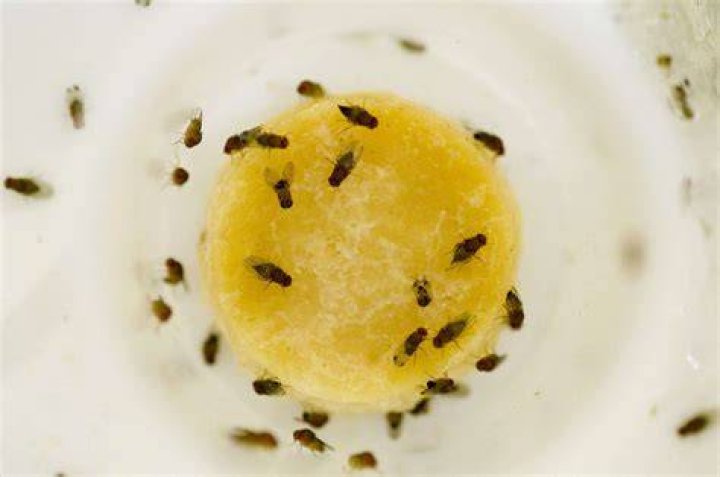 How do you kill a nest of fruit flies?