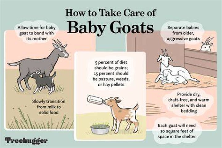 How do you take care of an old goat?