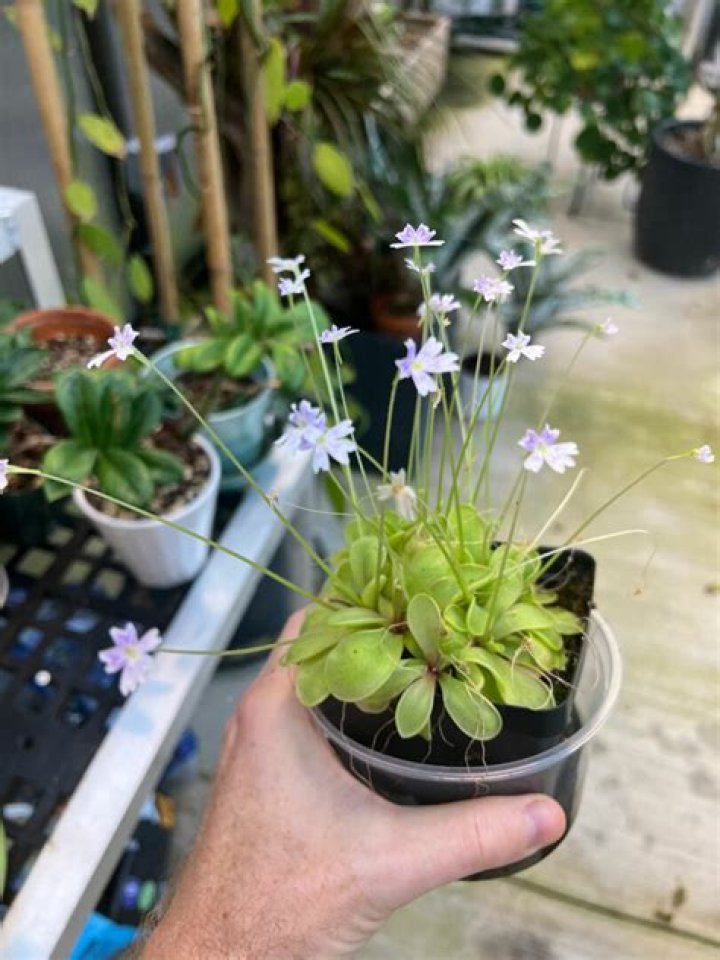 How do you take care of Pinguicula gigantea?