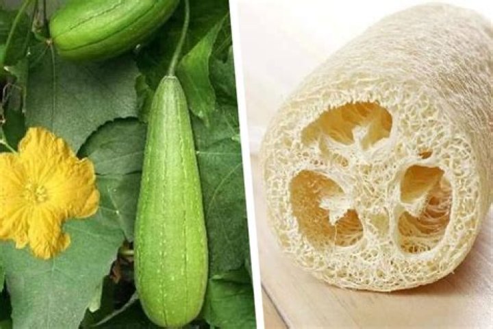 How do you use a plant sponge?