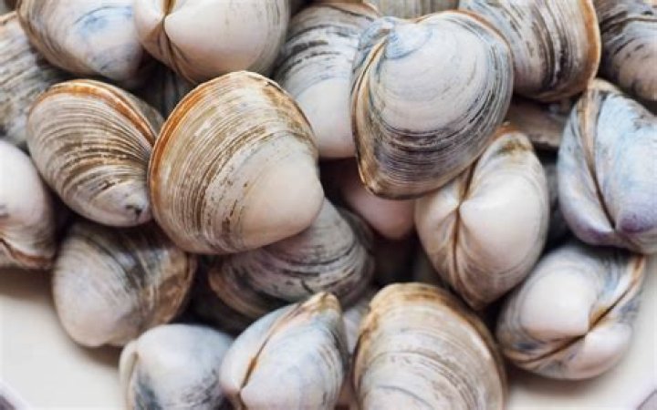 How does a soft shell clam reproduce?