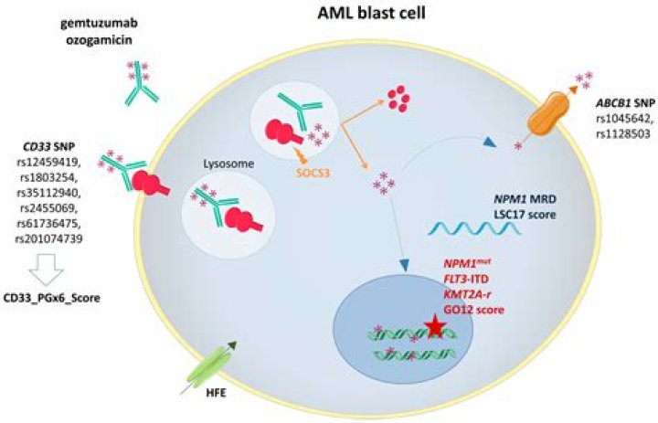 How does gemtuzumab ozogamicin work?